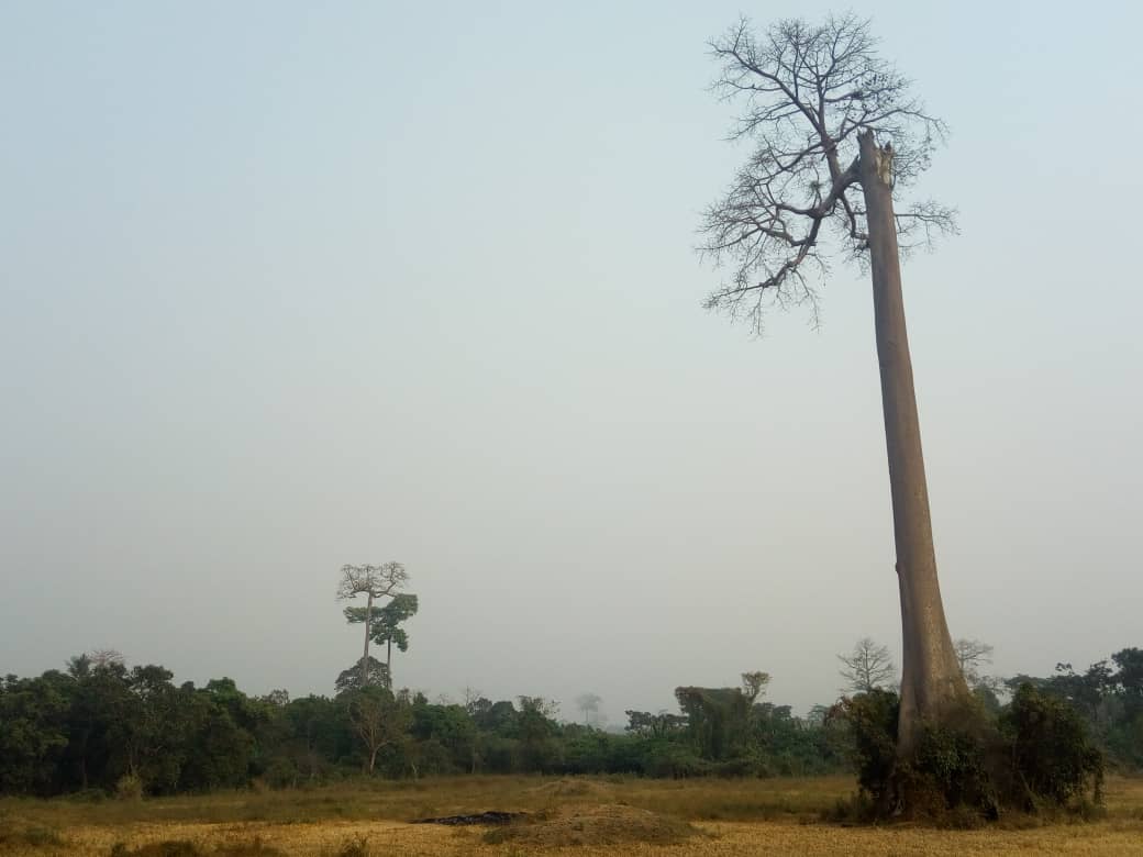 Côte d’Ivoire : La SODEFOR cherche 3 millions d’hectares pour que le pays redevienne forestier