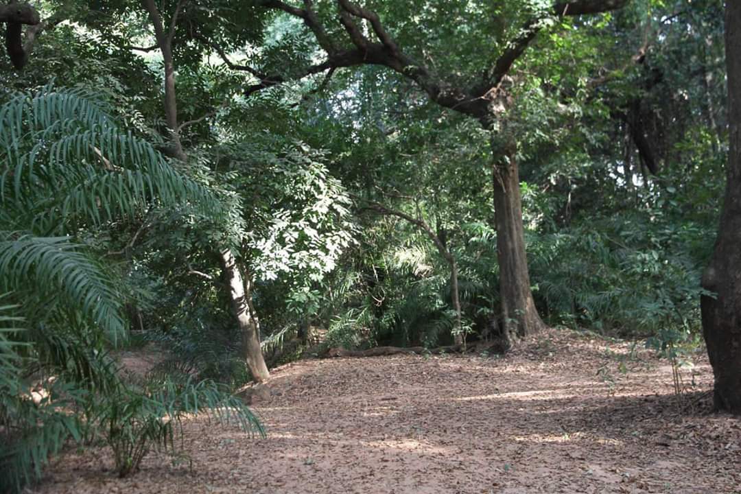 Burkina Faso: reboiser les forêts classées à coup de milliards et détruire ensuite