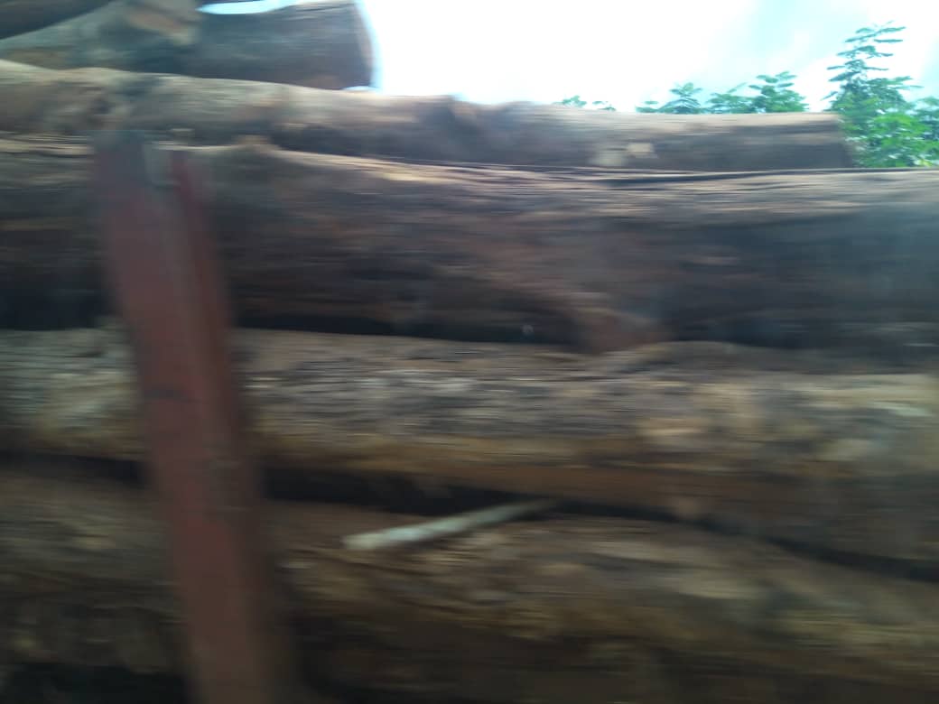 Trafics illicites de bois: Plus de 10 tonnes saisies à l’ouest de la Côte d’Ivoire